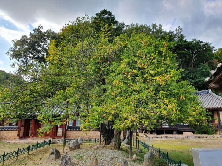 문경 장수황씨 종택 탱자나무 천연기념물 된다