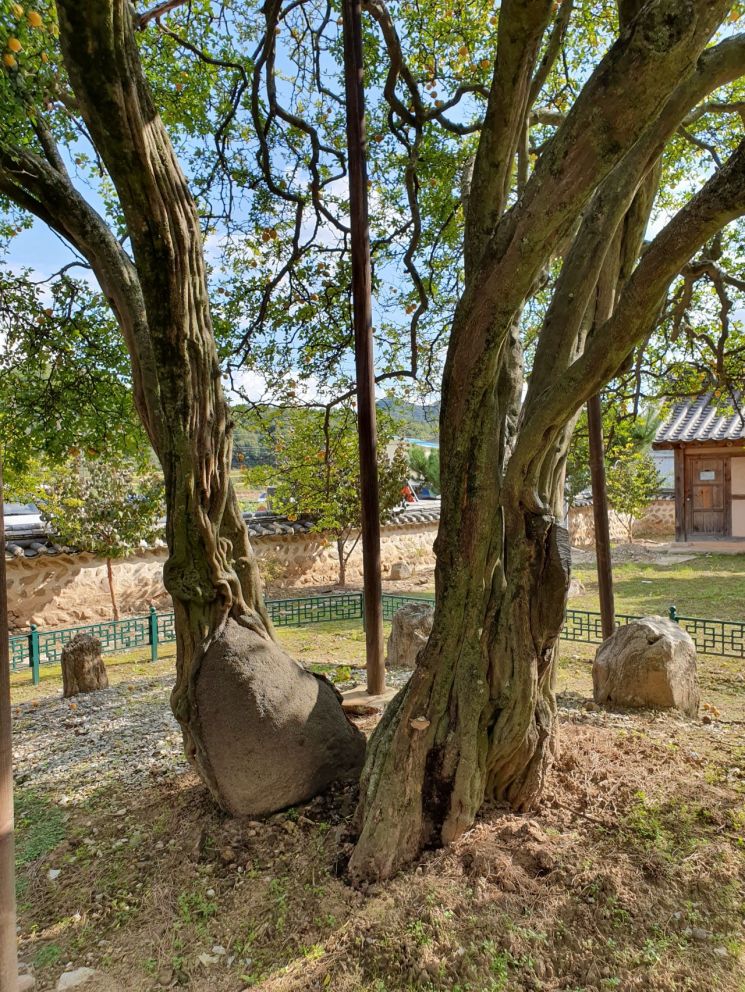 문경 장수황씨 종택 탱자나무 천연기념물 된다
