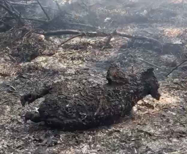 호주 남동부 뉴사우스웨일스 주 코알라 서식지에서 발생한 산불로 사망한 코알라/사진=포트 맥쿼리 코알라병원 페이스북 캡처
