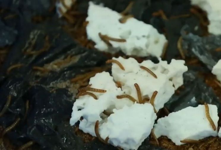 [과학을읽다]플라스틱 먹은 벌레를 사람이 먹어?