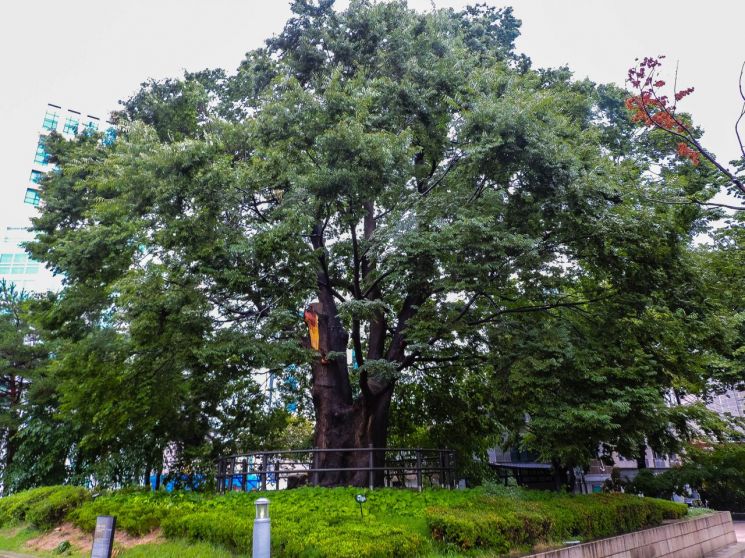 수령 700년 화양동 느티나무 긴급 보수 