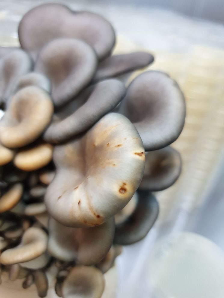 경기농기원, 버섯 병 컨설팅 나선다