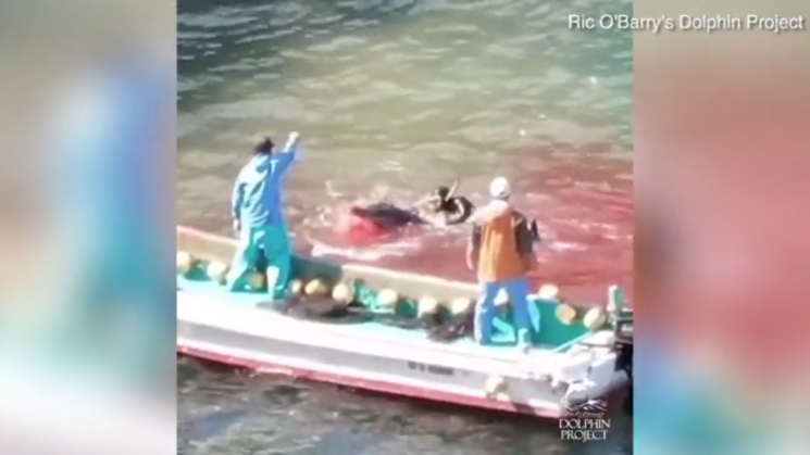 "핏빛으로 물든 바다" 일본 타이지 마을서 잔인한 고래 사냥
