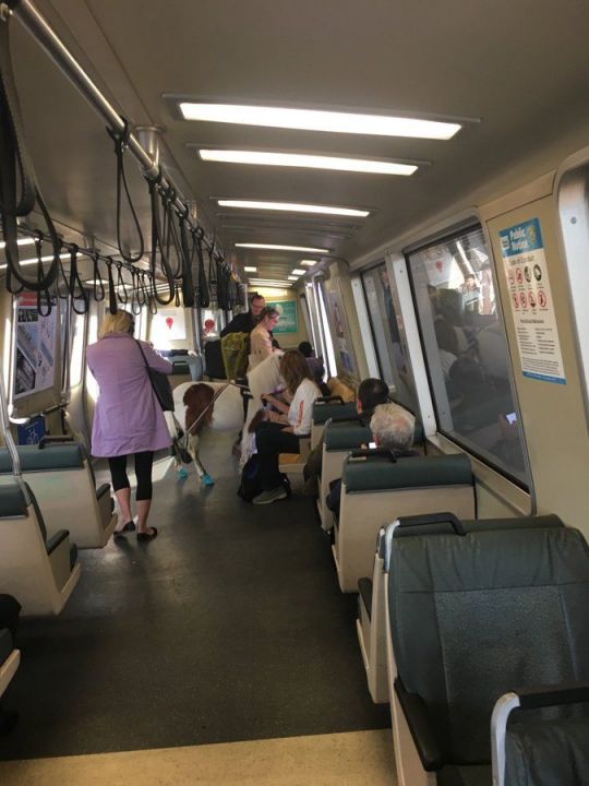 지난 5일(현지시간) 미국 샌프란시스코 지하철 바트(BART·San Francisco's Bay Area Rapid Transit)에서 목격된 조랑말/사진=트위터 cfai***** 캡처