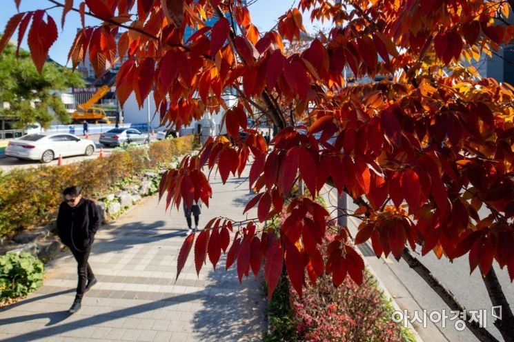 [포토]가을의 끝