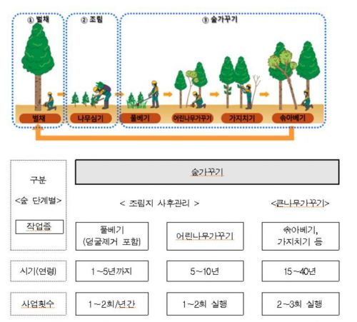 조림·숲 가꾸기·벌채 흐름도(위)와 산림의 연령별 숲 가꾸기의 작업종류(아래). 산림청 제공