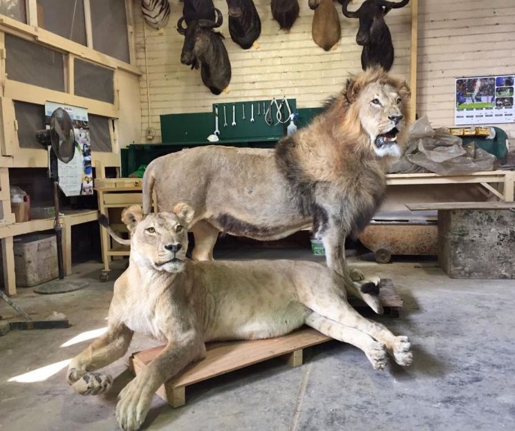 목포자연사박물관이 호남권 최초로 소장하게 된 아프리카 사자 박제 (사진제공=목포시)