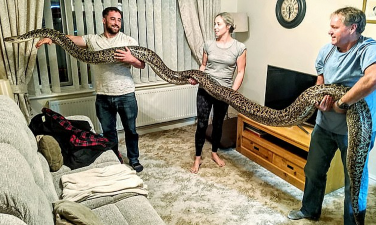 "세계에서 가장 큰 뱀" 영국 남성, 5m넘는 반려뱀 공개