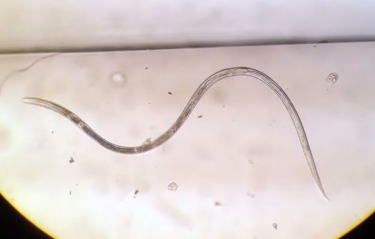 기생충도 영역표시해 존재감 알린다?