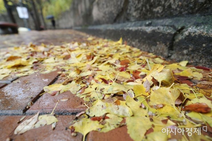 [포토]가을비 머금은 노란 낙엽 밟으며 
