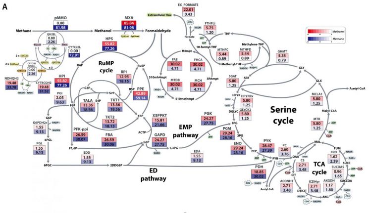 지구온난화 주범 '메탄' 먹고 자원 만드는 미생물 대사경로 규명