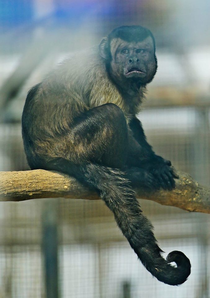 사람의 얼굴을 닮아 SNS서 화제가 된 중국 동부 톈진의 한 동물원의 꼬리감는원숭이(Capuchin monkey)/사진=영국 데일리메일 캡처