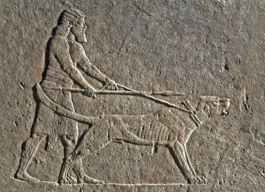 3000여년전 아시리아 왕국 벽화에 등장한 군견의 모습(사진=위키피디아)