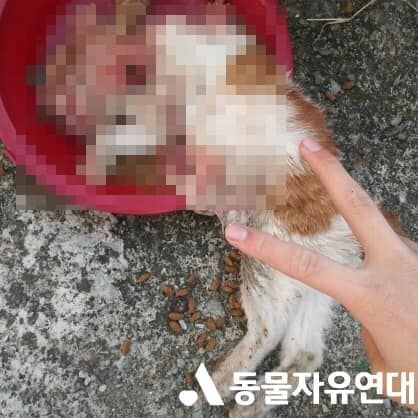 고양이 살해 사진에 V까지…동물단체, '인면수심' 누리꾼 경찰 고발