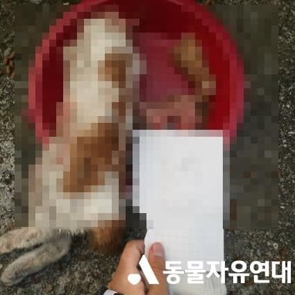 인터넷에 게시된 고양이 사체/사진=동물자유연대 페이스북 캡처