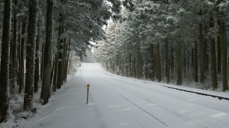 산림청이 '12월 추천 국유림 명품 숲'으로 선정한 제주 사려니 숲의 설경 사진. 산림청 제공