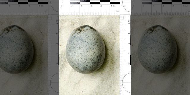 영국 버킹엄셔 에일즈베리에서 발견된 1700년 된 달걀/사진=영국 SWNS 화면 캡처