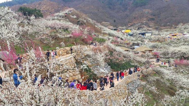 2020년 광양매화축제 국민과 함께…슬로건·포스터 공모