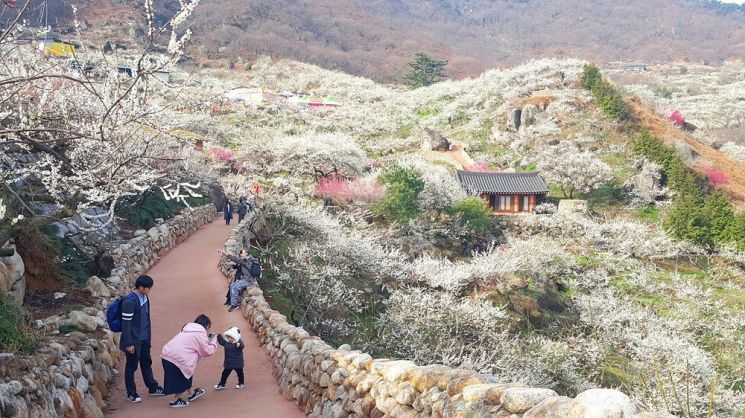 2020년 광양매화축제 국민과 함께…슬로건·포스터 공모