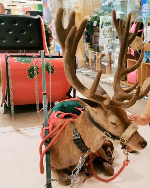 호주 뉴사우스웨일스주 그라프톤 쇼핑몰서 크리스마스 행사에 살아있는 순록을 동원해 논란에 휩싸였다/사진=SNS 캡처