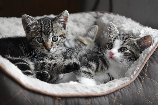 그 많은 고양이들은 왜 죽어가나…동물학대 처벌 수위 논란