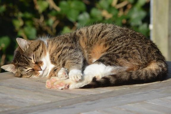 그 많은 고양이들은 왜 죽어가나…동물학대 처벌 수위 논란