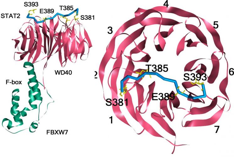 FBXW7과 STAT2가 상호작용하는 단백질 구조 예측