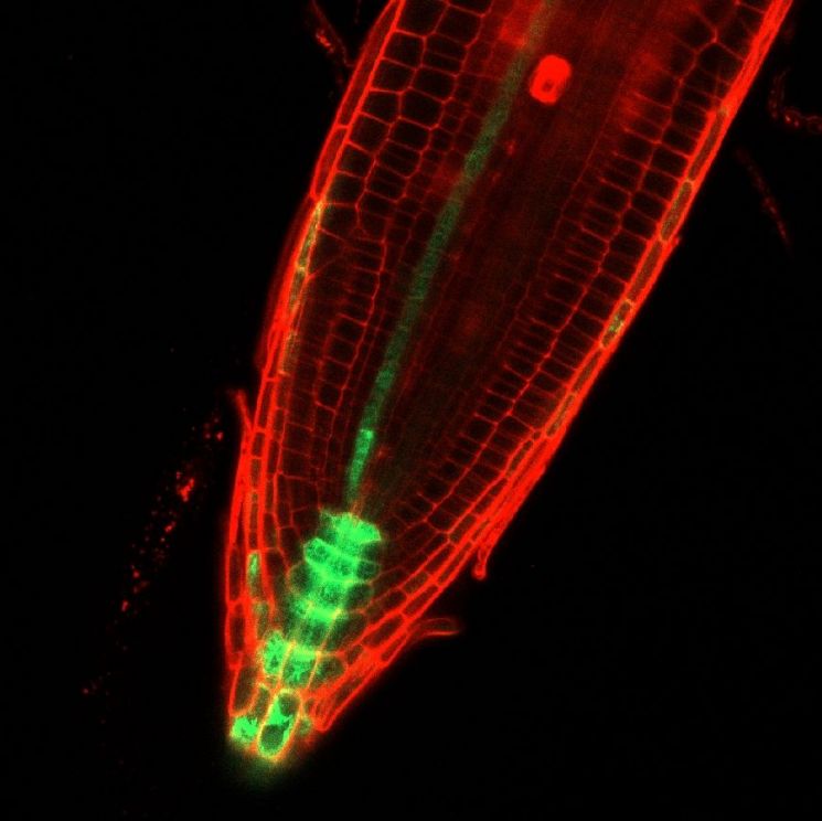 뿌리의 장애물 회피 과정 동안 식물 내부에서 나타나는 옥신의 분포를 형광현미경으로 촬영한 사진