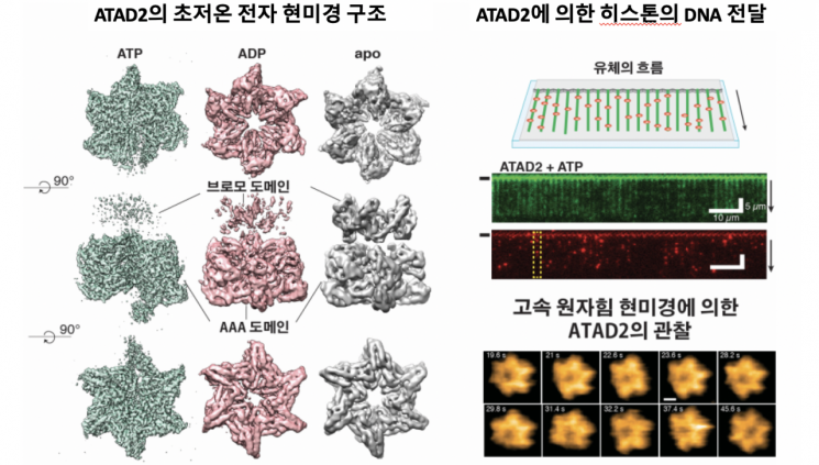 생물물리학적 기법을 이용한 ATAD2의 분자기작 규명