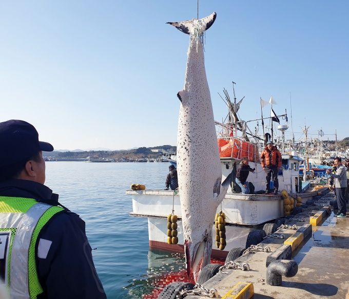'바다의 로또' 울진 해상서 밍크고래 1마리 사체 발견...2300만원 위판