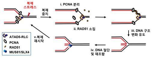 DNA 복제 스트레스 막아 '암세포' 잡는다
