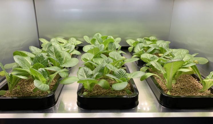 '집안에 채소밭이?' LG전자 식물재배기 첫 공개…365일 채소 재배