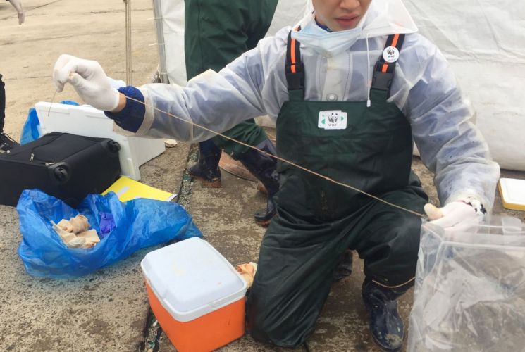3일 제주시 한림항에서 지난달 22일 제주 해상에서 발견된 참고래 사체를 부검한 결과 내장에서 길이 1ｍ가량의 낚싯줄이 발견됐다. 사진=연합뉴스