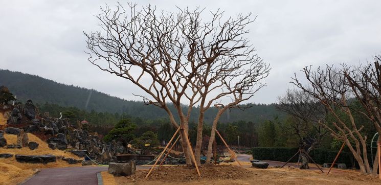 근원직경 각각 100㎝, 50㎝로 대형목에 속하는 수령 200년이 된 배롱나무가 익명의 독지가가 기증해 압해도 분재공원에 뿌리를 내렸다. (사진제공=신안군)