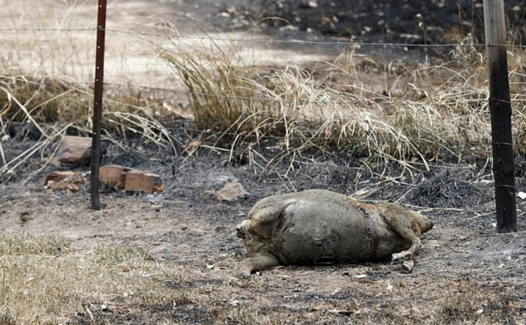 호주 산불에 피해입은 가축 수천마리…"질병 확산 가능성도, 사체 처리해야"