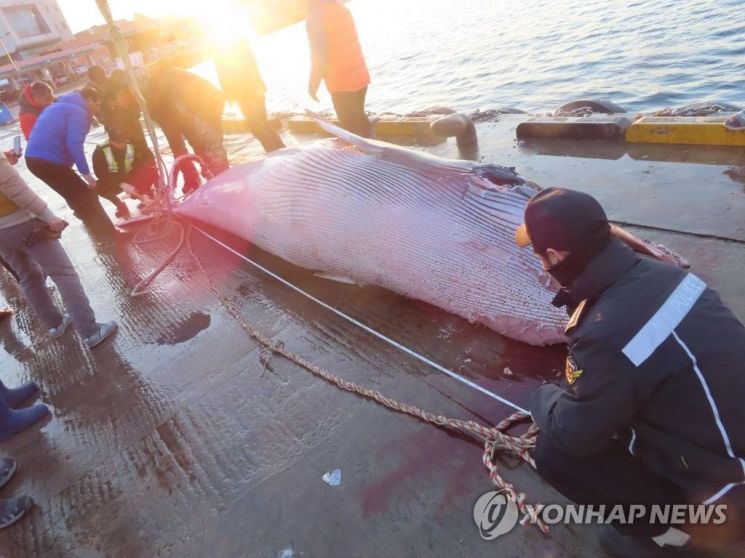 5일 울진해양경찰서에 따르면 경북 울진 앞바다에서 밍크고래가 그물에 걸려 죽은 채 발견됐다./사진=연합뉴스