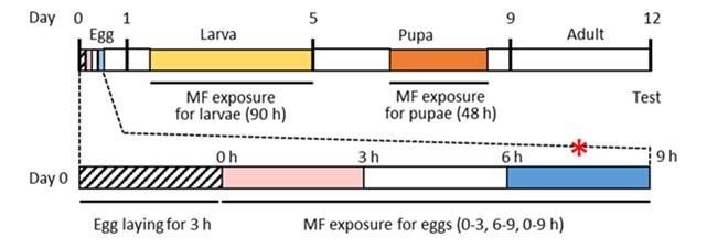 초파리가 지구자기장을 각인하는 시기는 산란 후 여섯 시간에서 아홉 시간이 경과된 알(egg) 시기(* 표시) 국한된다.