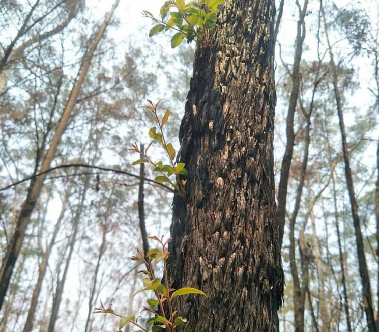 "재난 속에서도 희망 싹터" 호주 산불 지나간 자리에 새싹