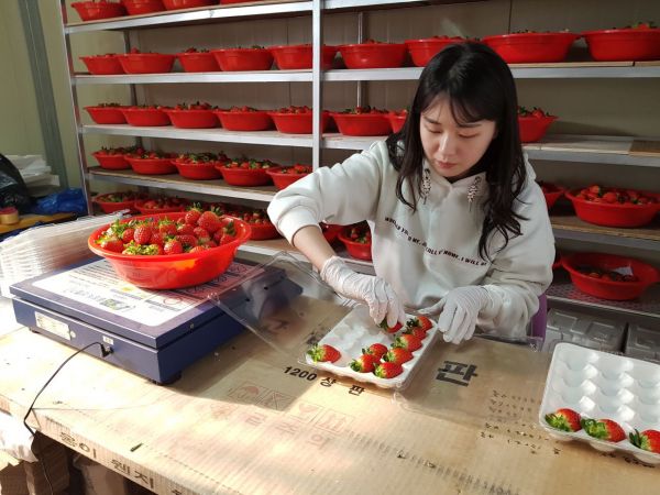 함평군농업기술센터, 딸기농가 육성 지원 ‘호평’ 