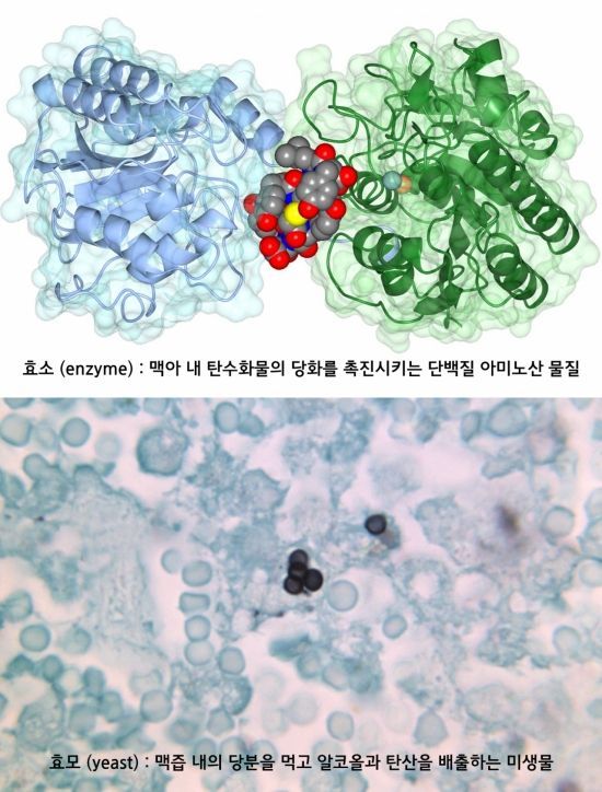 [드링킷] 맥주의 발효, 효모 vs 효소