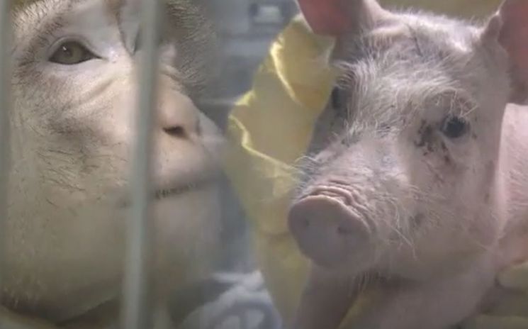 돼지의 장기를 이식받은 원숭이(사진 왼쪽)와 유전자 조작 돼지의 모습. [사진=유튜브 화면캡처]