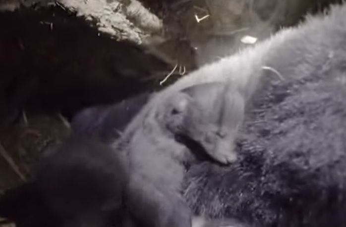 어미 곰의 품에서 겨울잠을 자고 있는 새끼 곰의 모습. [사진=내셔널지오그래픽TV 화면캡처]