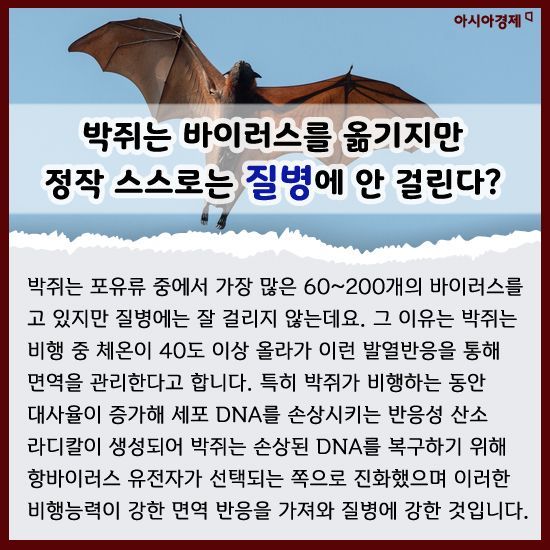 [카드뉴스]박쥐먹고 '코로나바이러스' 감염되면 김치먹고 고친다?