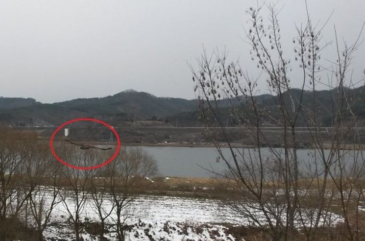 대전 천변가에서 발견된 독수리가 낮게 날고 있는 모습. 대전시 제공