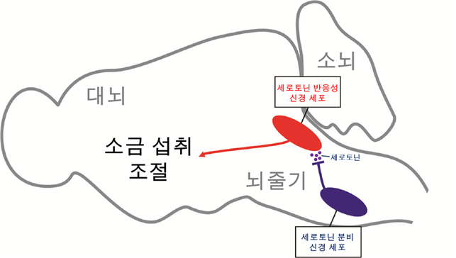 과도한 소금 섭취의 비밀 '세로토닌'