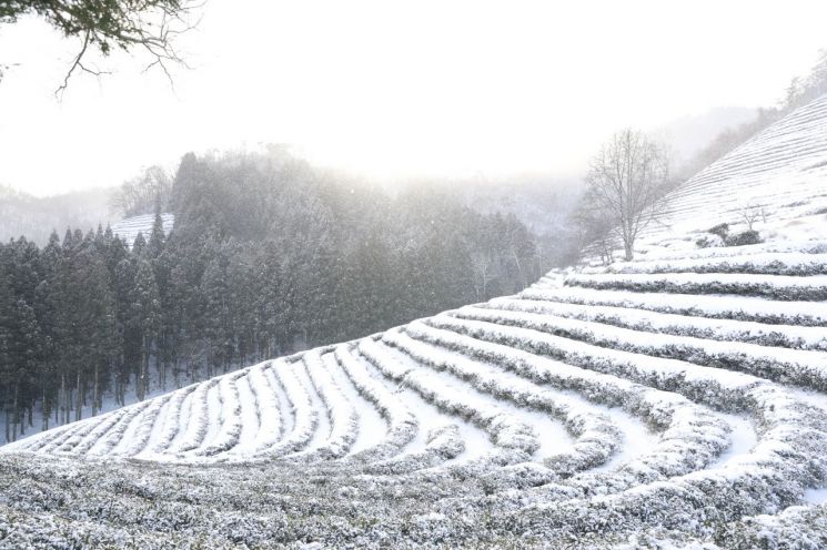 [포토] 새하얀 눈으로 덮인 보성 차밭 ‘환상적인 설경’