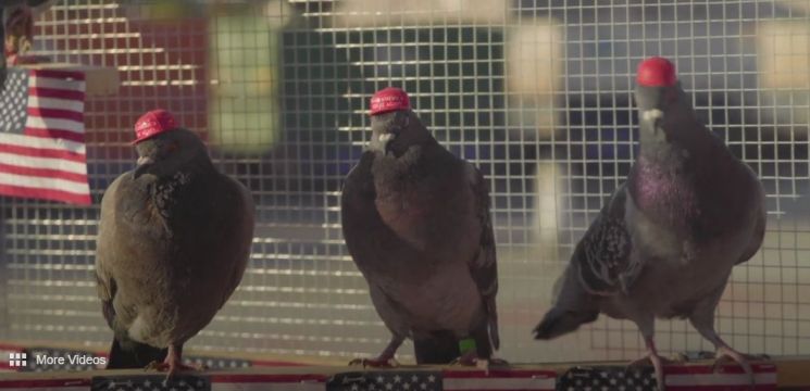 '트럼프 지지?'…'MAGA' 빨간 모자 쓴 비둘기