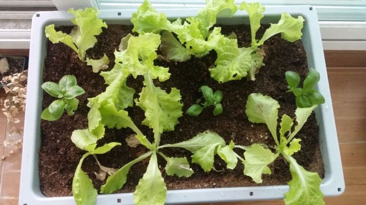 우리집 한켠을 초록빛으로!…강북구, 상자텃밭 분양