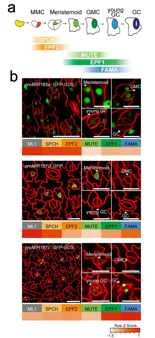 기공 발달 모식도(a)와 기공 발달 특이적으로 발현하는 제어 RNA(miRNA)의 형광 현미경 이미지(b)