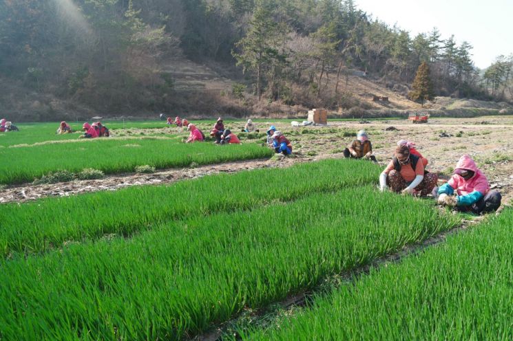 [포토] 겨울 이겨내고 자란 보성 봄 쪽파 수확 ‘한창’